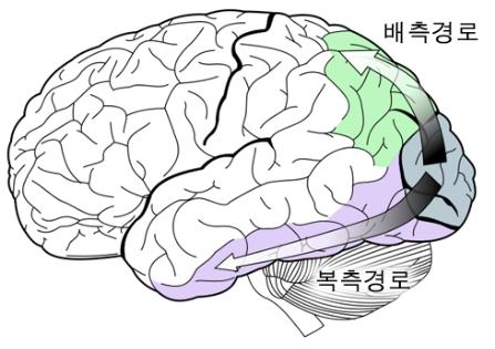 뇌 시각 정보처리의 복측 경로와 배측경로. 두 경로 모두 후두엽의 시각중추에서 시작된다.
