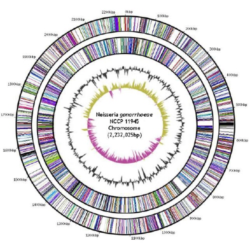 국내 임균 분리주 NCCP11945 게놈