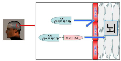 혈뇌장벽을 극복하는 NRTI(AZT)의 전달기술 개념도
